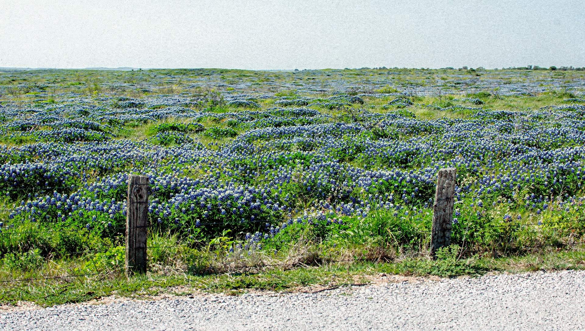 Texas bluebonnets in spring